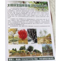 专业供应五角枫 五角枫价格 河北苗木网 大杨绿艺 河北苗木网