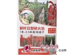 出售1-2.5米彩叶豆梨秋火焰苗 山东彩叶豆梨 山东苗木网图1
