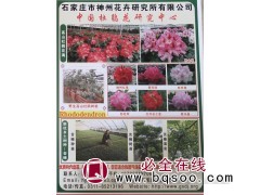 专业供应杜鹃花 高山杜鹃花海搭建 神州花卉 河北杜鹃花繁育图1