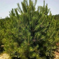 油松2.5米量大 焦作油松精品树 德海油松价格 油松一级树