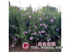 木槿基地 保定木槿价格 木槿小苗 1-5公分木槿 绿美卓茵图1