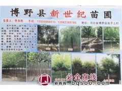 毛白杨基地 河北毛白杨苗批发 博野毛白杨 河北苗木网 新世纪图1