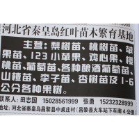 1-6公分梨树苗 秦皇岛梨树基地 梨树苗价格 河北苗木网