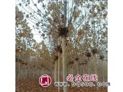 法桐 带冒法桐 12公分法桐现货出售 焦作法桐树 隆升苗木图1