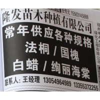 山东苗木网 隆发苗木基地 专供法桐 法桐之乡 法桐价格 法桐