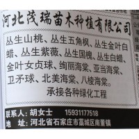 河北苗木网 茂瑞苗木 专供丛生国槐 精品国槐树 国槐基地