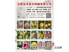 梦富士桃树苗图片 梦富士桃图片 1-3年桃树苗 安洋果树苗图1