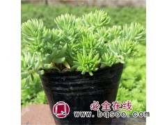 金叶佛甲草幼苗 佛甲草行情 青州金叶佛甲草 好全花卉 佛甲草图1