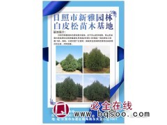 日照白皮松基地 白皮松造型树 园林工程精品白皮松 新雅园林图1