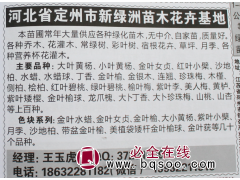 河北苗木网 大叶黄杨苗 黄杨绿篱苗 定州黄杨基地 新绿洲苗木图1