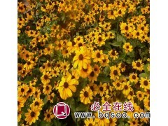 批发黑心菊 10公分黑心菊价格 金珀花卉 价格实惠 青州花卉图1