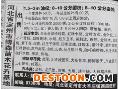 出售1.5-3m油松 精品油松 河北油松价格 博森苗木花卉图1