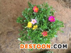 太阳花产地直销大量有货冬季必备图1