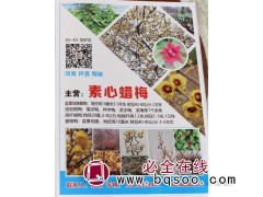 专供腊梅 腊梅盆景 高杆腊梅 腊梅基地 河南苗木网 素心腊梅图1