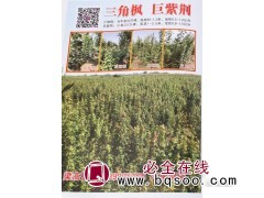 供当年苗30万棵,高度80-1.2米,地径0.5-1.2公分图1