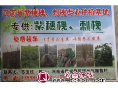 专供紫穗槐、刺槐 紫穗槐小苗大量供应 河南紫穗槐苗 刺槐小苗图1