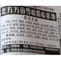 河南雪松基地 雪松价格 雪松基地 河南苗木网 北方雪松基地