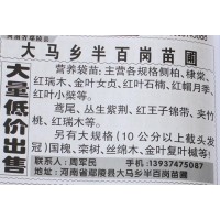 侧柏营养钵苗 侧柏小苗 鄢陵侧柏苗基地 河南苗木网 周军民