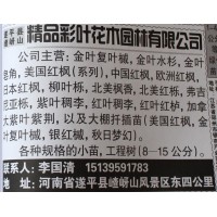 专供金叶复叶槭 河南复叶槭 彩叶树价格 河南金叶水杉基地