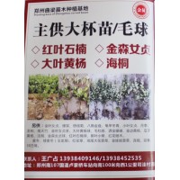 专供红叶石楠大杯苗 红叶石楠毛球 红叶石楠小苗 河南苗木网