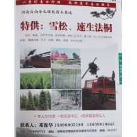 专供雪松树 3-5米精品雪松 雪松树 雪松价格 河南雪松基地