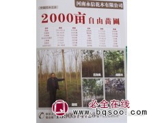 0.8-10公分国槐树 河南苗木网 河南国槐 国槐 永信花木图1