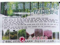 专业供应大叶女贞 河南大叶女贞苗 大叶女贞价格 豫创园林图1