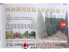 专供大小桧柏 河南苗木网 信阳桧柏基地 桧柏价格 桧柏基地图1