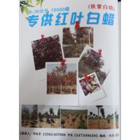 8-15公分红叶白蜡1万棵 红叶白蜡 滨州白蜡基地 山东苗木