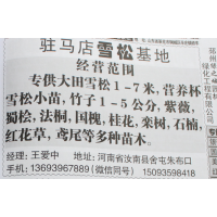 专供大田雪松1-7米,营养杯雪松小苗 河南苗木网
