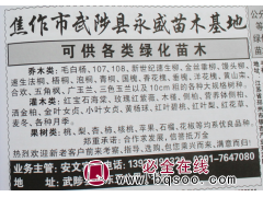 杨树价格 107杨 108杨 速生杨苗 河南苗木网 永盛苗木图1