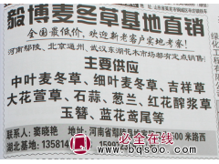 专供麦冬草、中叶/细叶麦冬草批发 河南苗木 毅博麦冬草图1