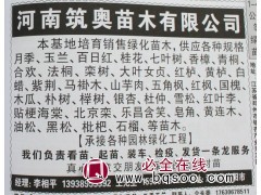 南阳月季价格 月季苗 鲜切月季 筑奥苗木 专供月季花苗 月季图1
