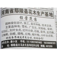 河南桧苗 河南桧价格 鄢陵大圣寺花卉 专供河南桧苗 河南桧