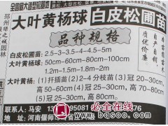 2-5米白皮松价格 洛阳白皮松基地 偃师白皮松 白皮松基地图1