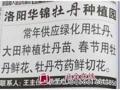 常年供应牡丹 芍药 牡丹盆景 芍药鲜切花 洛阳华锦牡丹苗图1
