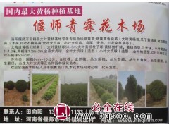 0.5-3米大叶黄杨球 北海道黄杨球 偃师黄杨球 青霖花木图1