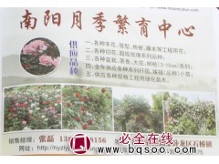 专供月季花 月季苗 鲜切月季 南阳月季繁育中心 河南月季价格图1