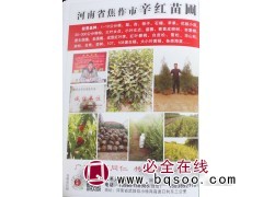1-10公分桃、李、杏、柿子、石榴、苹果 河南果树网 辛红图1