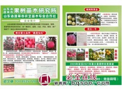 鑫蓬仙红苹果 富士苹果苗 鑫蓬仙红富士苹果 烟台苹果苗 农艺图1