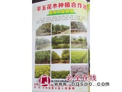 供应南天竹 南天竹小苗 南天竹价格 潢川南天竹基地 平玉花木图1