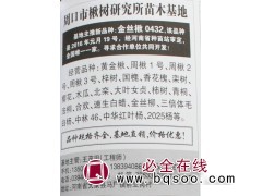 楸树价格 楸树基地 周口楸树 河南苗木网 楸树研究所图1