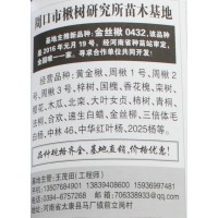 楸树价格 楸树基地 周口楸树 河南苗木网 楸树研究所