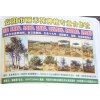 安阳造型油松大树 油松造型树 2米油松 丽禾苑油松专供