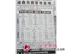 80-180公分紫丁香 紫丁香小苗 紫丁香工程苗 绿鑫苗圃图1