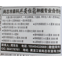 一年生杜鹃裸根苗 兴安杜鹃穴盘苗 兴安杜鹃钵苗 森科苗木