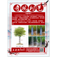 造型中国结白蜡树 山西中国结白蜡树 造型白蜡大树 奇观树艺