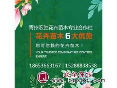 专供宿根花卉 青州花卉 宏胜花卉专供各种宿根花卉钵苗 花海苗图1