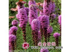 蛇鞭菊批发 台安蛇鞭菊杯苗 基地直销 宁香苗木 供蛇鞭菊钵苗图2