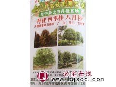 百亩丹桂基地 咸宁丹桂 八月桂 丹桂 湖北苗木 甘棠绿美园艺图1